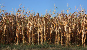 A&ouml;L fordert Strategie zum Klimarisikomanagement in der Ern&auml;hrungsbranche