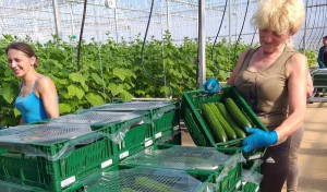 Saisonstart f&uuml;r regionale Bio-Gurken