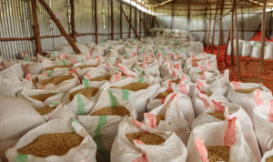 Analyse hinterfragt Preisvorteil von Bio-Kaffee aus Peru