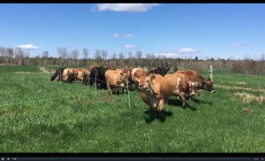 Make America graze again