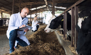 Antibiotika-Einsatz bei Masttieren geht zur&uuml;ck