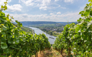 Hubschrauberspritzung von Weinbau-Pestizid gestoppt