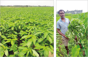 Jute-Tee aus biologischer Landwirtschaft