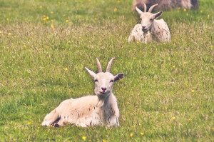 Tierzuchtverb&auml;nde fordern Nachbesserungen bei Eco-Schemes