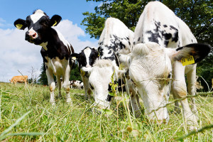 Mehr Wertsch&auml;tzung f&uuml;r Bio-K&auml;lber