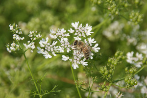 B&auml;uerliches Engagement f&uuml;r Insektenvielfalt in Hohenlohe