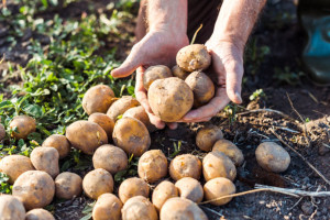 Saisonstart Bio-Kartoffeln