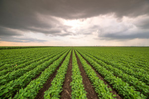 WWF prangert Soja-Produktion an