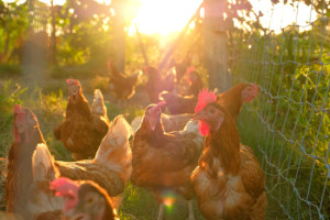 Breitet sich die Vogelgrippe H5N1 wieder aus?