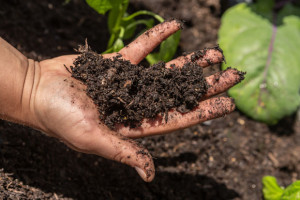 Internationale Bio-Branche ver&ouml;ffentlicht Statement zur regenerativen Landwirtschaft