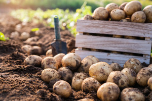 Bio-Fr&uuml;hkartoffelsaison ist positiv angelaufen