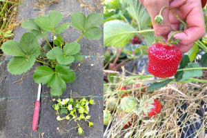Schweizer Bio-Erdbeeren bis in den Juli
