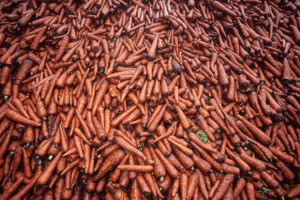 Lagerverluste von Bio-Obst und -Gem&uuml;se minimieren
