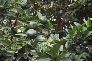 Mandarinen und besonderes Gem&uuml;se in Bio-Qualit&auml;t