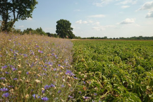 B&uuml;ndnis fordert Politikwechsel f&uuml;r mehr Biodiversit&auml;tsschutz
