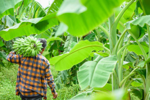Neue EU-Verordnung erschwert Bio-Importe aus Drittl&auml;ndern