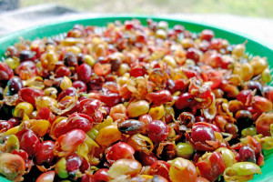 Trendgetr&auml;nk Cascara