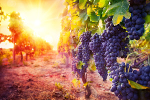 Qualit&auml;t von Naturweinen &uuml;berzeugt