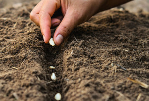 FiBL-Konferenz sucht Wege aus der Bio-Saatgut-L&uuml;cke