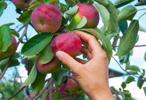 Bio-Apfel-Ernte legt um neun Prozent zu