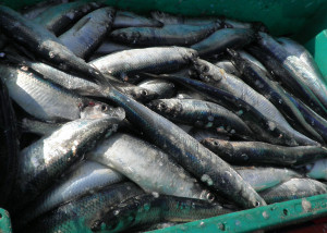 Darf man Fisch noch essen?