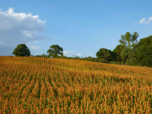 Quinoa-Haferdrink &ndash; made in Belgium