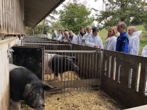 Bio-Schweinefleisch: Umstellen lohnt sich!