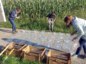 Mikrobiom im Boden: Schl&uuml;ssel f&uuml;r gesunde Pflanzen
