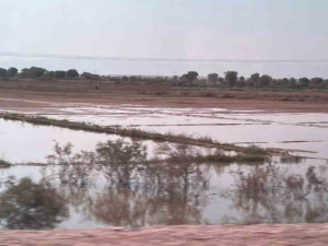 Bio-Produzent trotzt dem Hochwasser in Pakistan