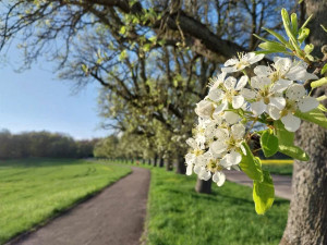 Neuer Fr&uuml;hbl&uuml;hrekord bei Apfelb&auml;umen