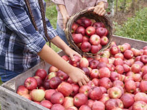 VOG Products: Naturland-&Auml;pfel und immer mehr Bio-Verarbeitung