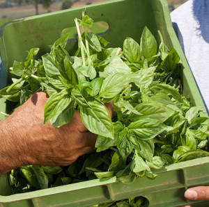 Pesto in rot oder gr&uuml;n oder gleich beides?