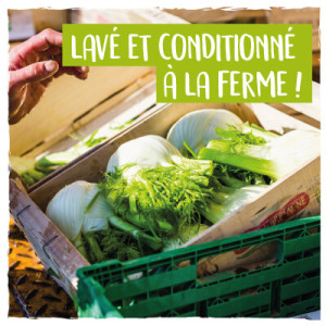 Herz der Saison: Bio-Fenchel