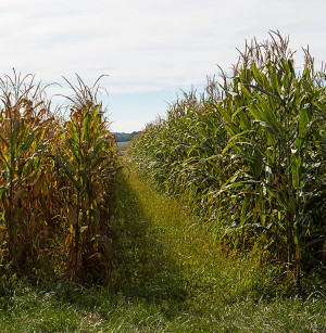 &Ouml;kologische Landwirtschaft schl&auml;gt konventionelle