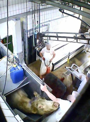 Tierwohl ade - Weiterer Schlachthofskandal aufgedeckt