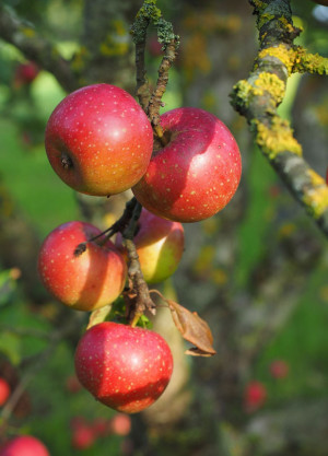 Apfel essen ohne Allergie