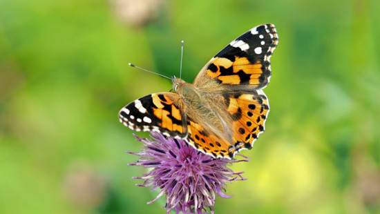 Fachkonferenz &sbquo;Biodiversit&auml;t im Lebensmittelsektor&lsquo;