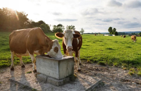 Bioland und Naturland setzen Orientierungspreis f&uuml;r Milch
