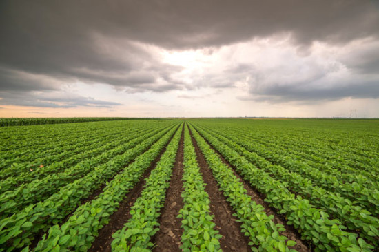 WWF prangert Soja-Produktion an