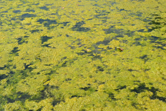 &bdquo;Mar Menor erstickt f&uuml;r deutschen Lebensmittelhandel&ldquo;