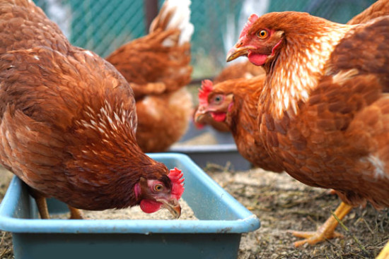 Bio-Gefl&uuml;gelhaltung: B&Ouml;LW mahnt zur Kurskorrektur