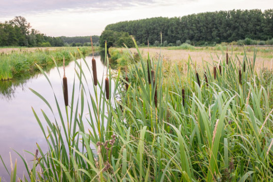 Nationaler Plan zur Wiederherstellung der Natur liegt vor