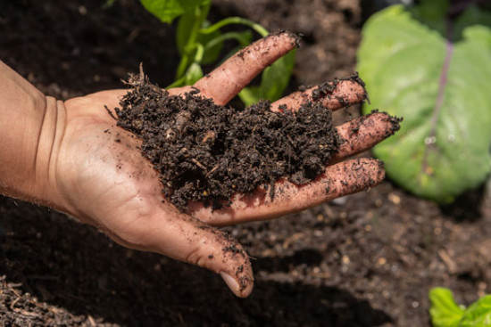 Internationale Bio-Branche ver&ouml;ffentlicht Statement zur regenerativen Landwirtschaft
