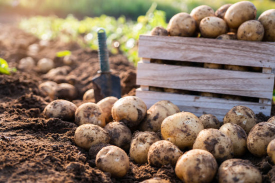 Bio-Fr&uuml;hkartoffelsaison ist positiv angelaufen