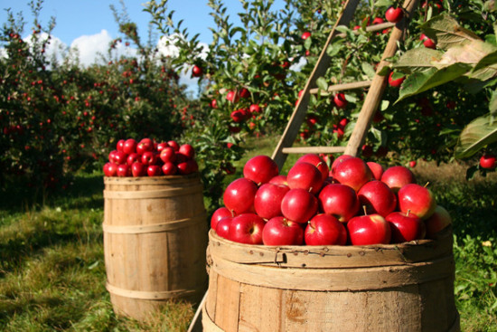 &Auml;pfel aus Italien: Bio-Ernterekord in Sicht
