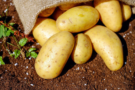 Kartoffeln sicher pr&uuml;fen