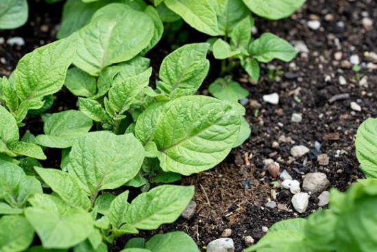 Heimische Bio-Kartoffeln bis in den Fr&uuml;hsommer verf&uuml;gbar