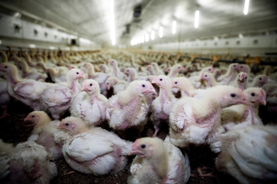 &Uuml;ber 300.000 B&uuml;rger fordern einen EU-Kommissar f&uuml;r Tierschutz