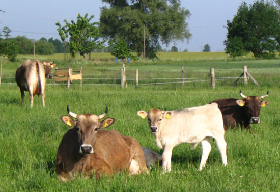 K&uuml;he mit H&ouml;rnern geben bessere Milch