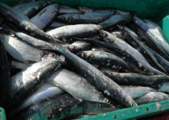 Darf man Fisch noch essen?